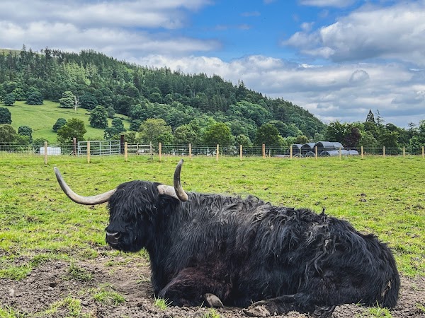 The Highland Cows 5