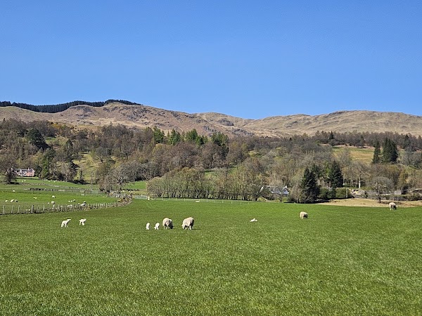 The Highland Cows 4