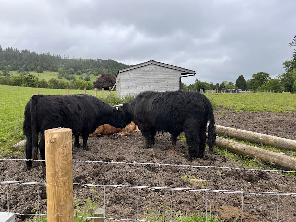 The Highland Cows 3