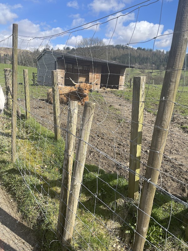 The Highland Cows 2