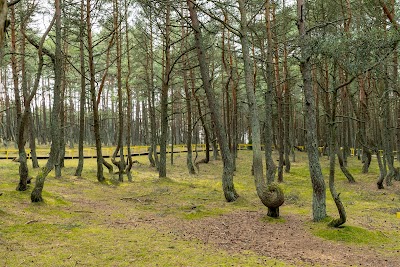 Dancing Forest