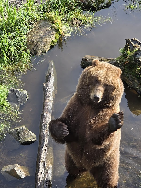 Fortress of the Bear 1