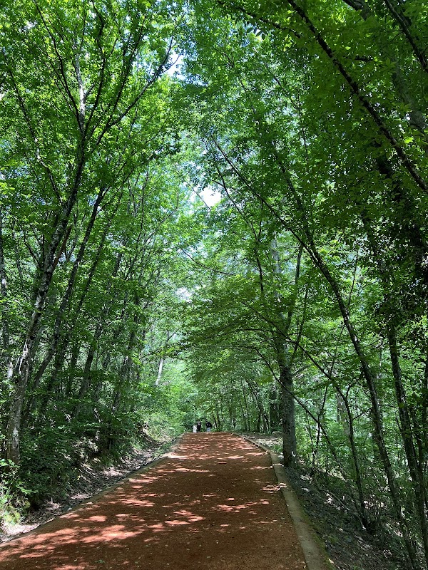 Belgrad ormanı