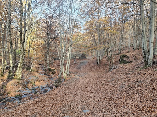 Parque Natural Hayedo de Tejera Negra