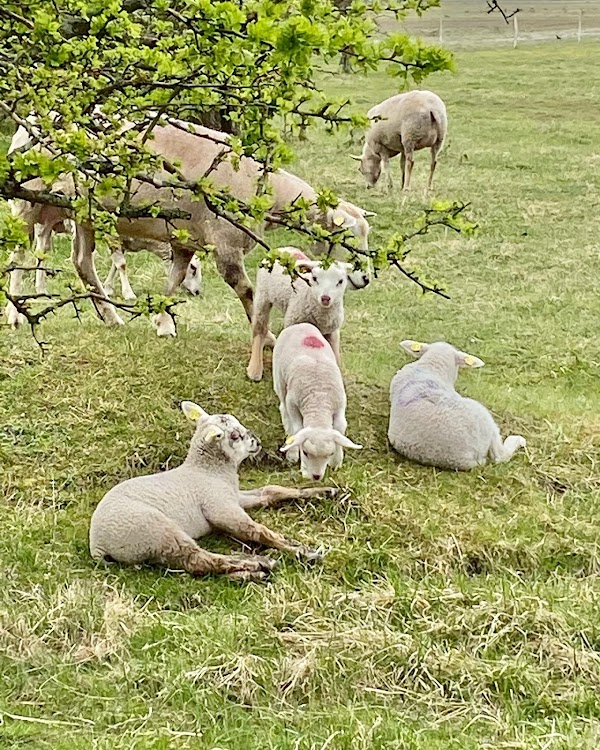 Naturcenter Amager 2