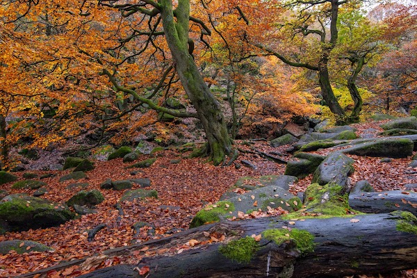 National Trust Padley Gorge 4