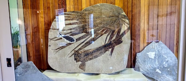 Ulrich's Fossil Gallery 4