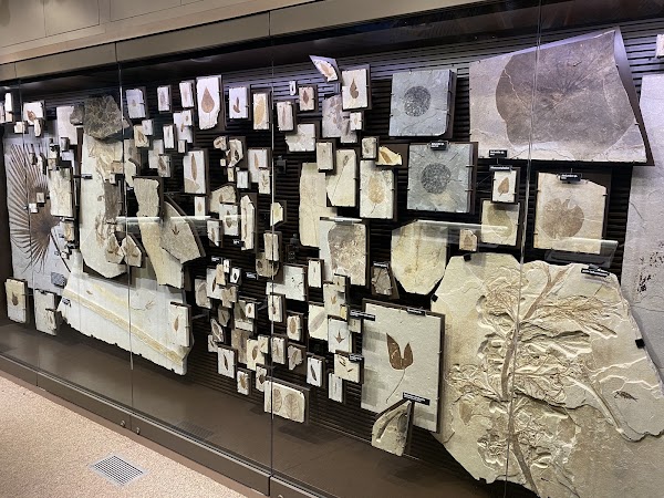 Ulrich's Fossil Gallery 3