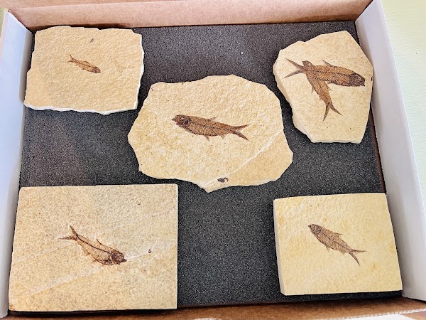 Ulrich's Fossil Gallery 2