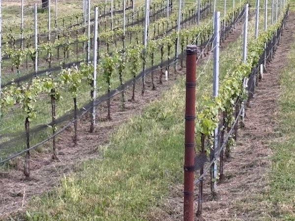 Sonoma Valley