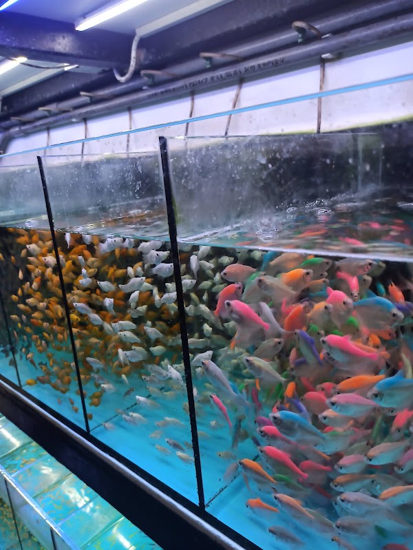 Goldfish Street 5