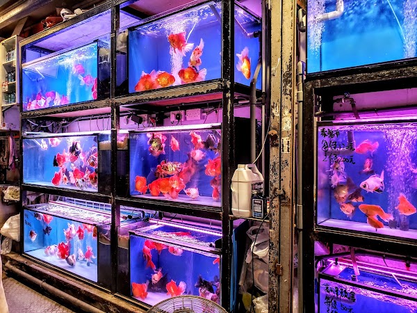 Goldfish Street 4