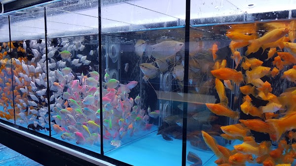 Goldfish Street 2