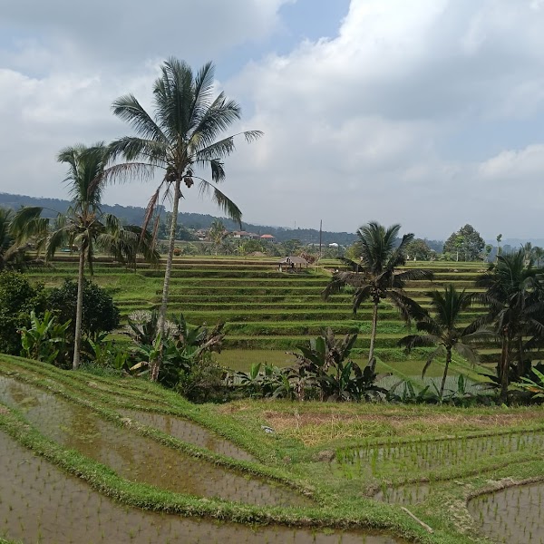 Jatiluwih Rice Field Trekking Point