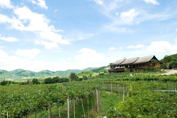 Monsoon Valley Vineyard 3