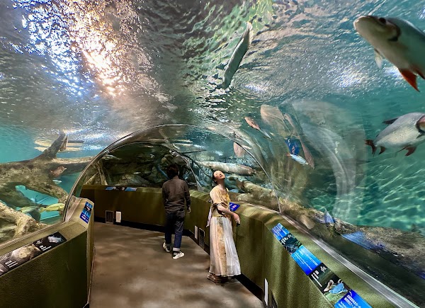 Shanghai Ocean Aquarium 5