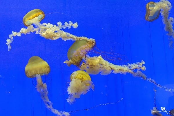 Shanghai Ocean Aquarium 3