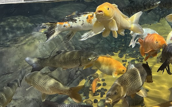 Shanghai Ocean Aquarium 2
