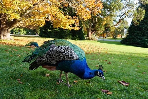 Hatley Park National Historic Site 5
