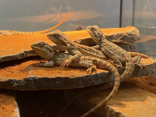 Reptile Cafe Dining Rock Star 5