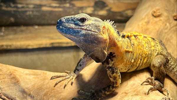 Reptile Cafe Dining Rock Star 4