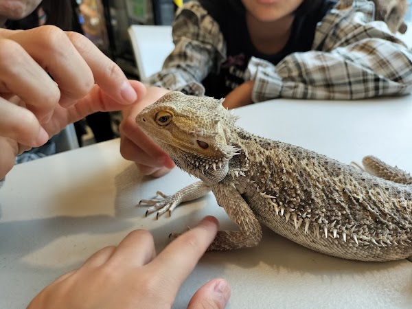 Reptile Cafe Dining Rock Star 3