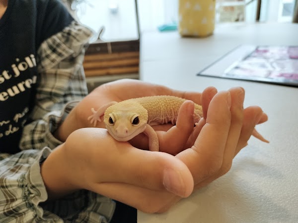 Reptile Cafe Dining Rock Star 2