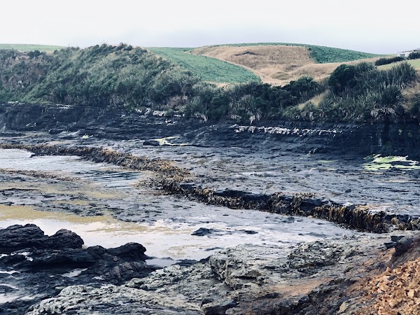 Curio Bay Cliffs 5