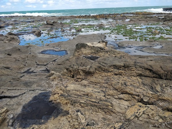 Curio Bay Cliffs 4