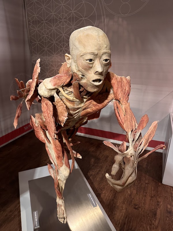 Bodies | The Exhibition
