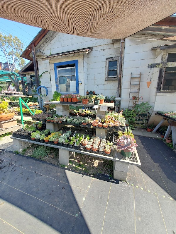 Yamaguchi Bonsai Nursery