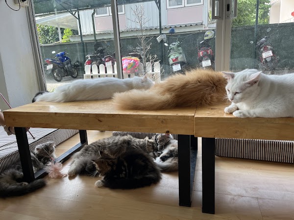 Catopia Chiangmai