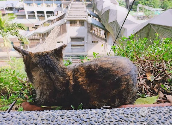 Houtong Cat Village