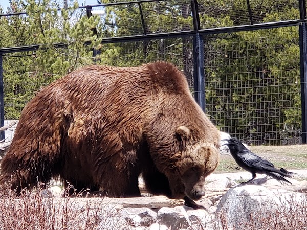 Grizzly & Wolf Discovery Center 3