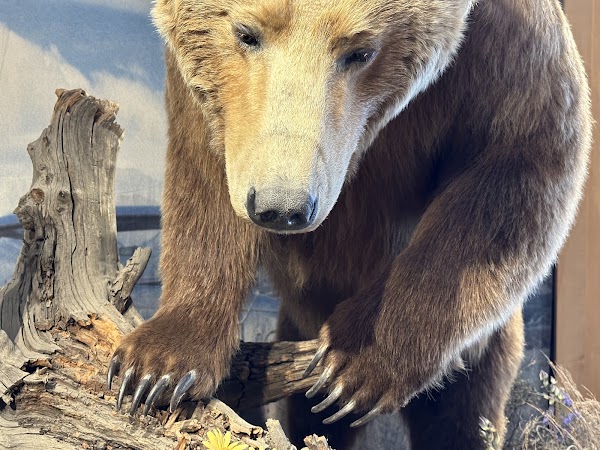 Grizzly & Wolf Discovery Center 2
