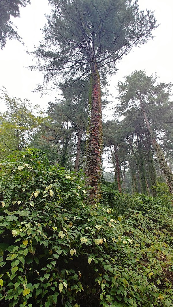 Jathyanggi Pureunsup Arboretum 2