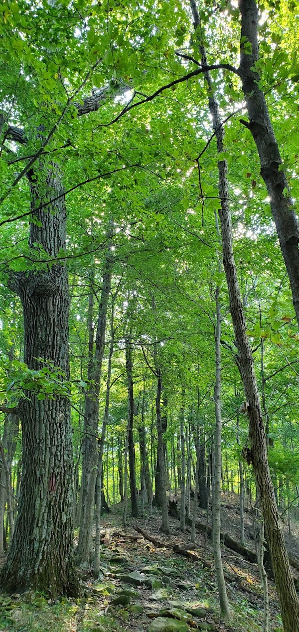 Scotts Gap Section - Jefferson Memorial Forest 1