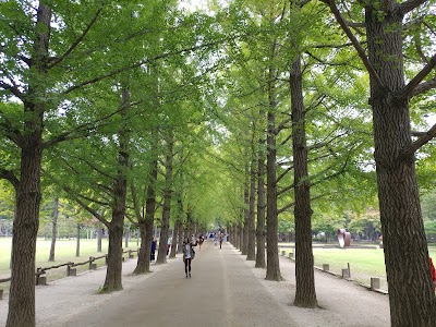 Ginkgo Tree Lane, Nami Island 1
