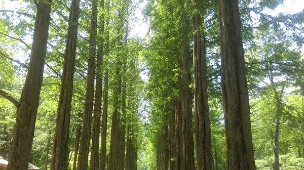 Ginkgo Tree Lane, Nami Island 5