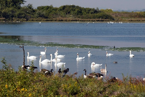 Jamaica Bay Wildlife Refuge 1