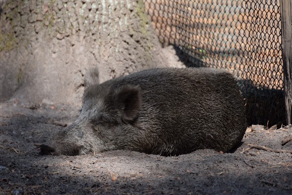 Wildgehege im Spandauer Forst