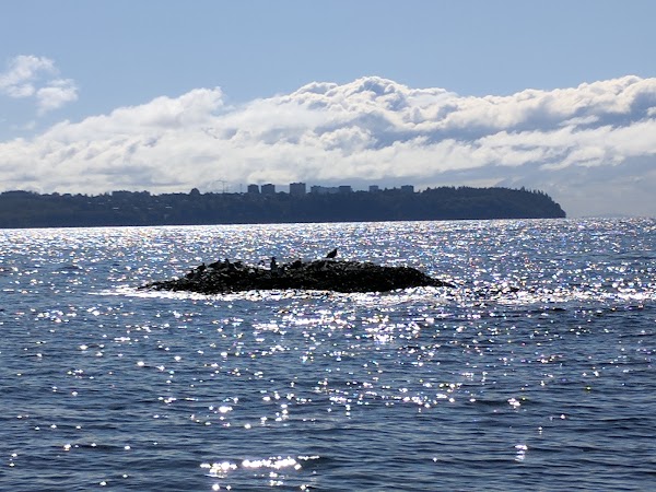 Lighthouse Park | West Vancouver 2