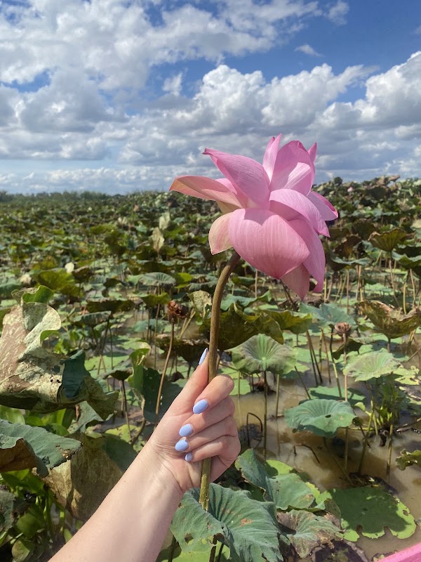 Lotus Silk Farm 5