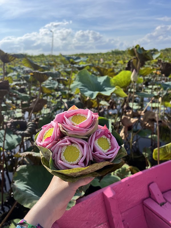 Lotus Silk Farm 4