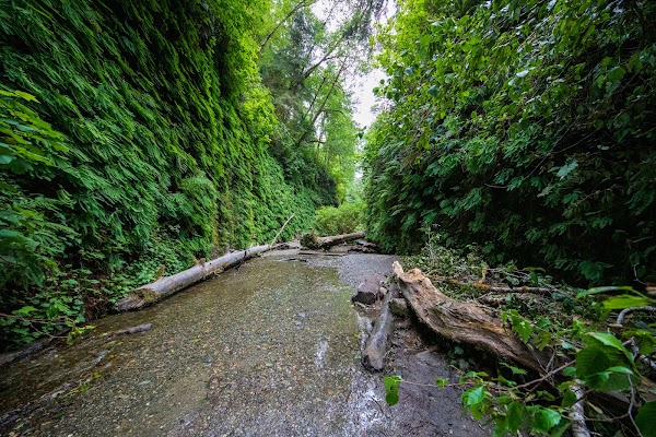 Fern Canyon 4