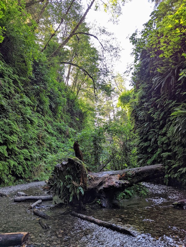 Fern Canyon 3