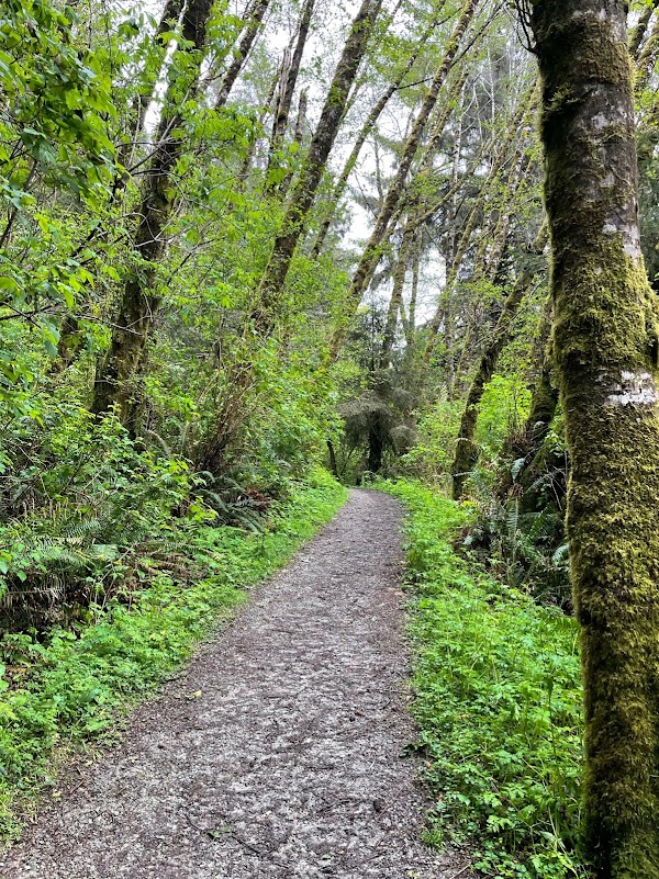 Fern Canyon 2