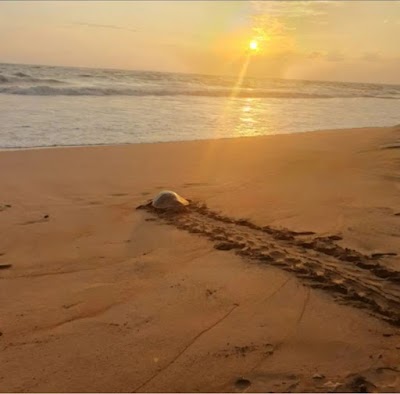 Sea Turtle Hatchery Centre, Mahamodara