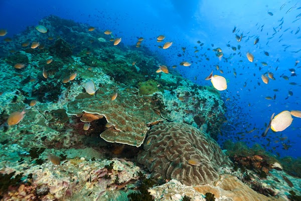 Chumphon Pinnacle 5