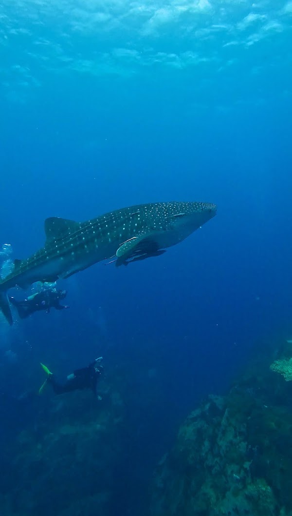 Chumphon Pinnacle 2